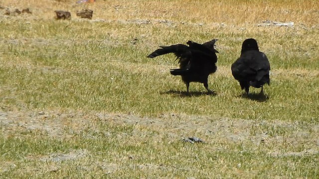 Common Raven - ML619272471