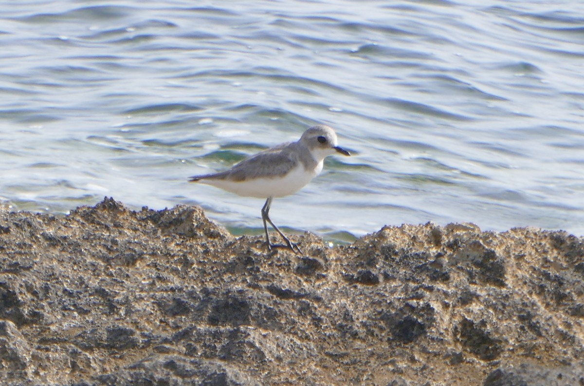 Tibetan Sand-Plover - Colin Richardson