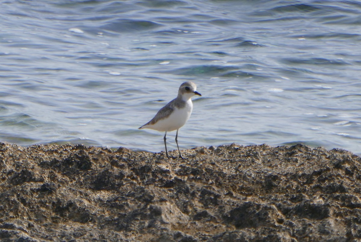 Tibetan Sand-Plover - Colin Richardson