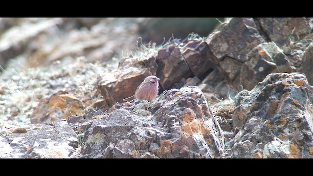 Chinese Beautiful Rosefinch - ML619272475