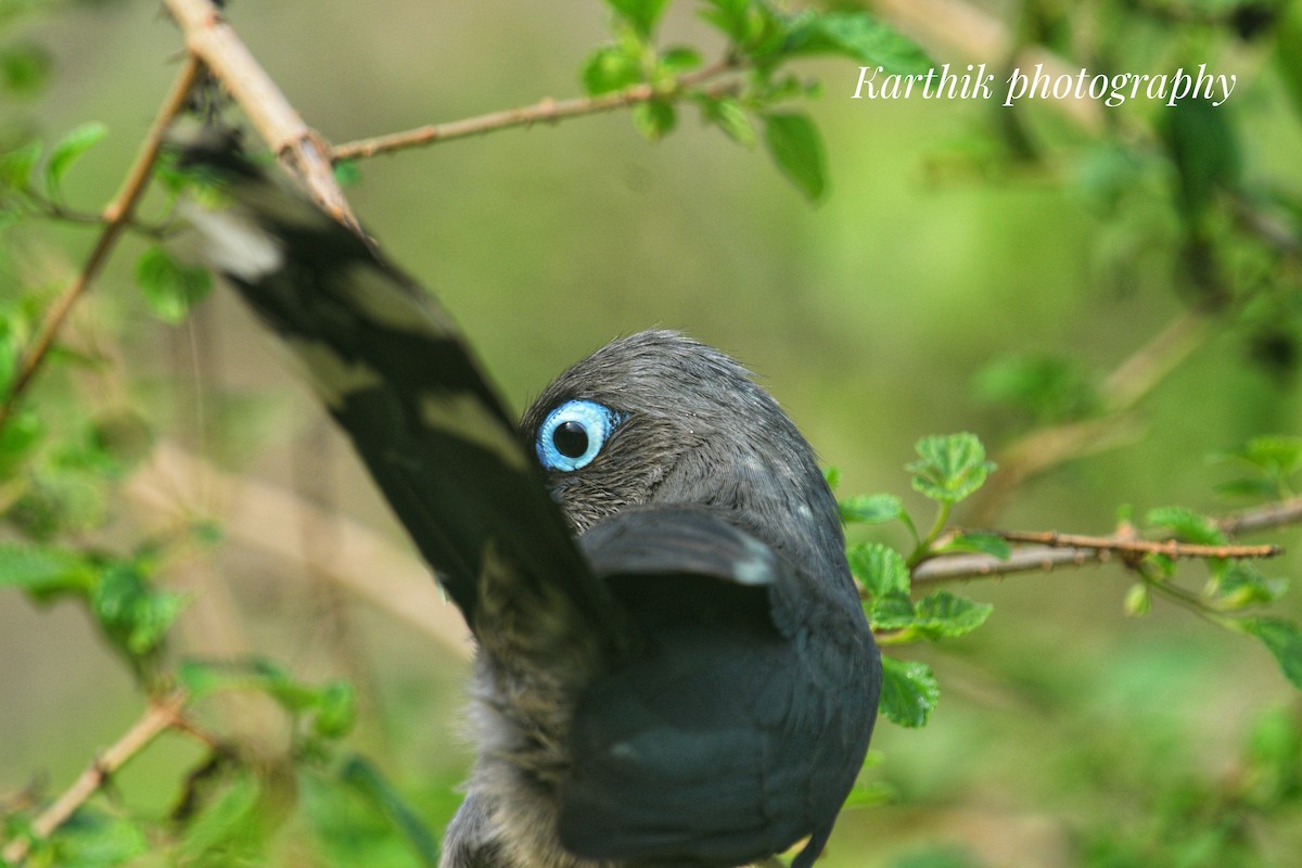 Blue-faced Malkoha - ML619272478
