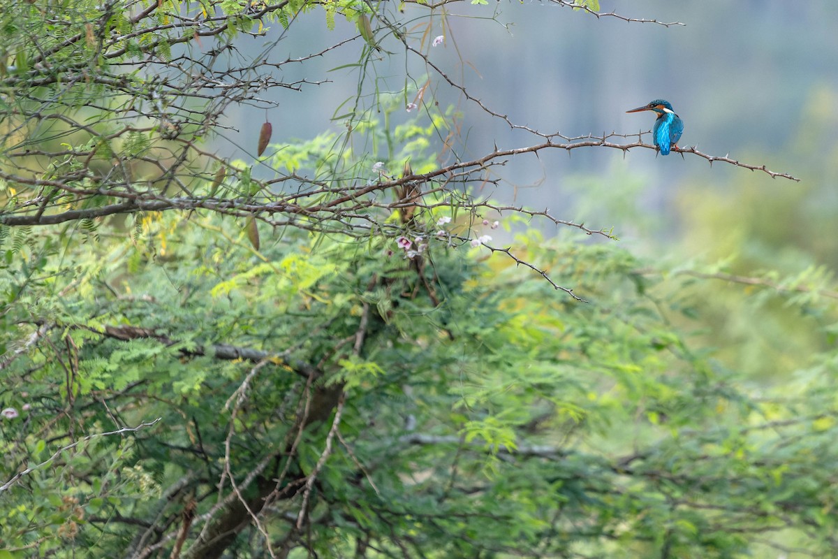 Common Kingfisher - ML619272480