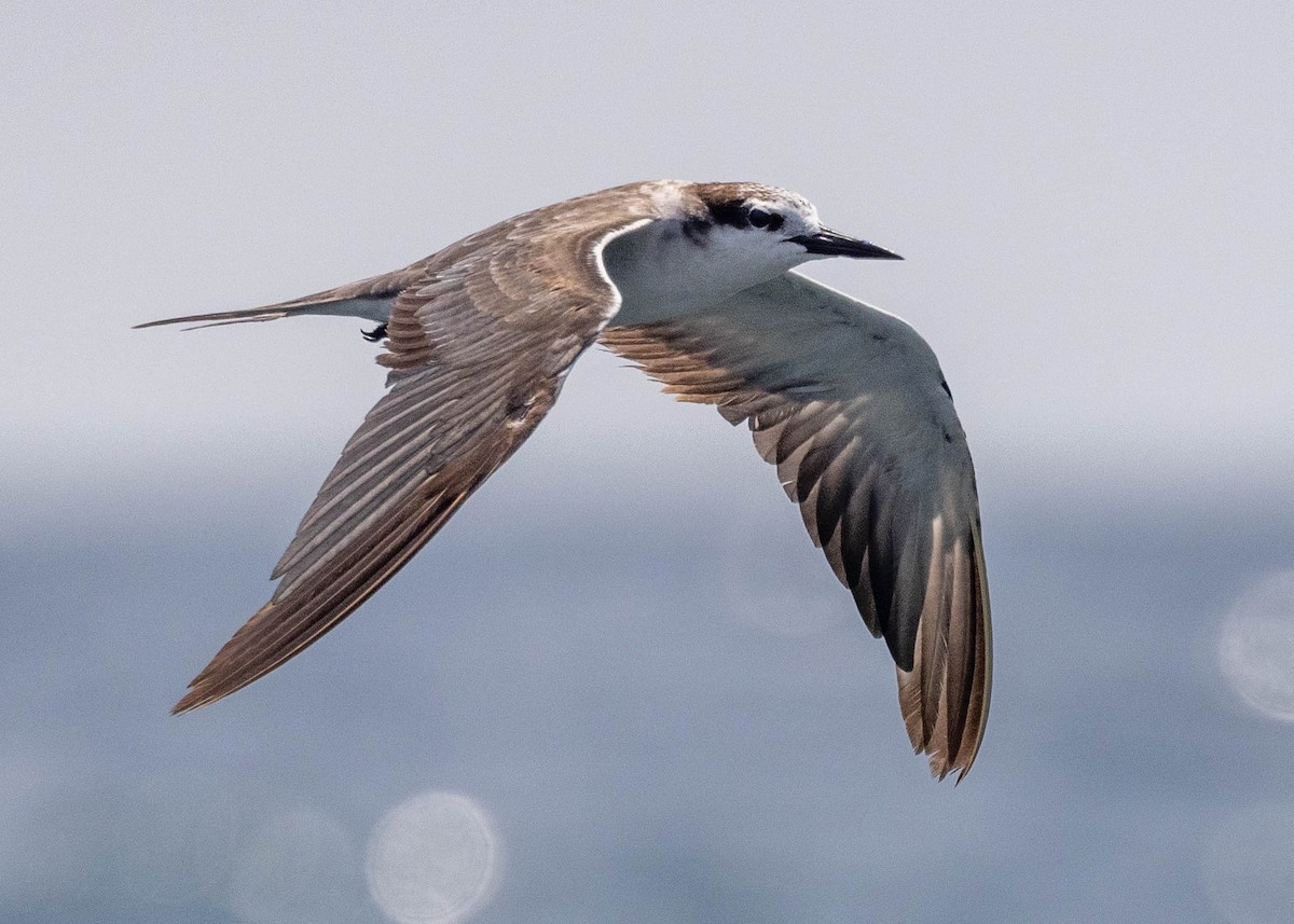 Bridled Tern - ML619272504