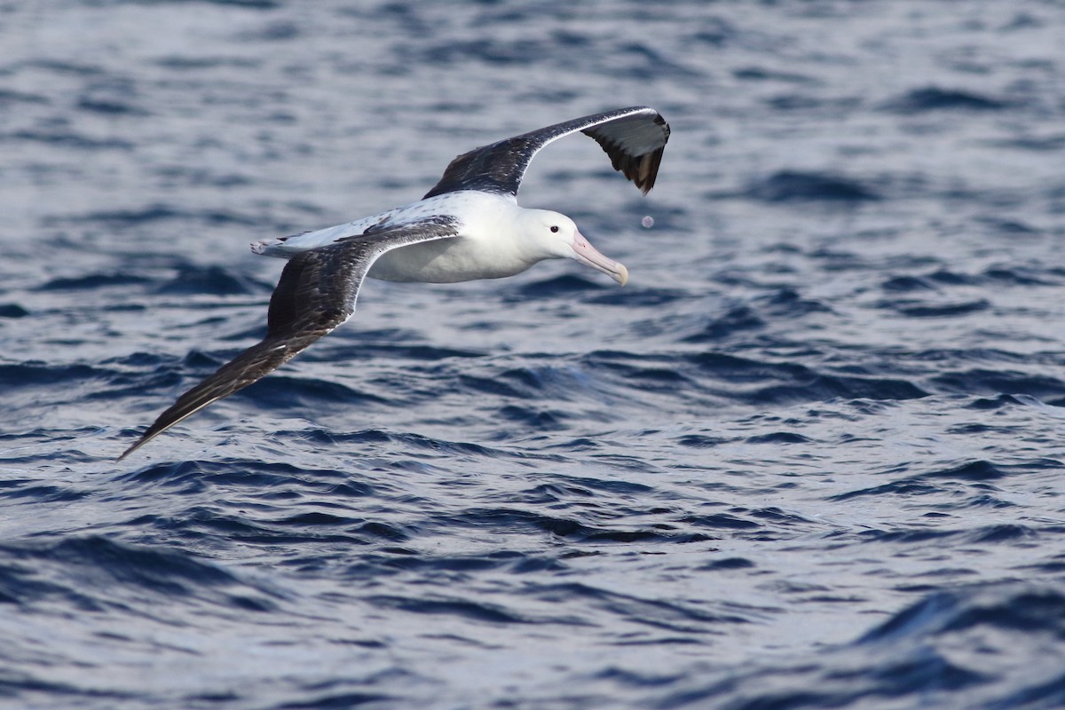 Southern Royal Albatross - Leigh Pieterse