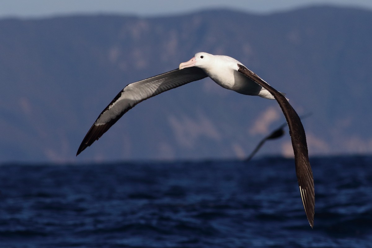 Northern Royal Albatross - Leigh Pieterse