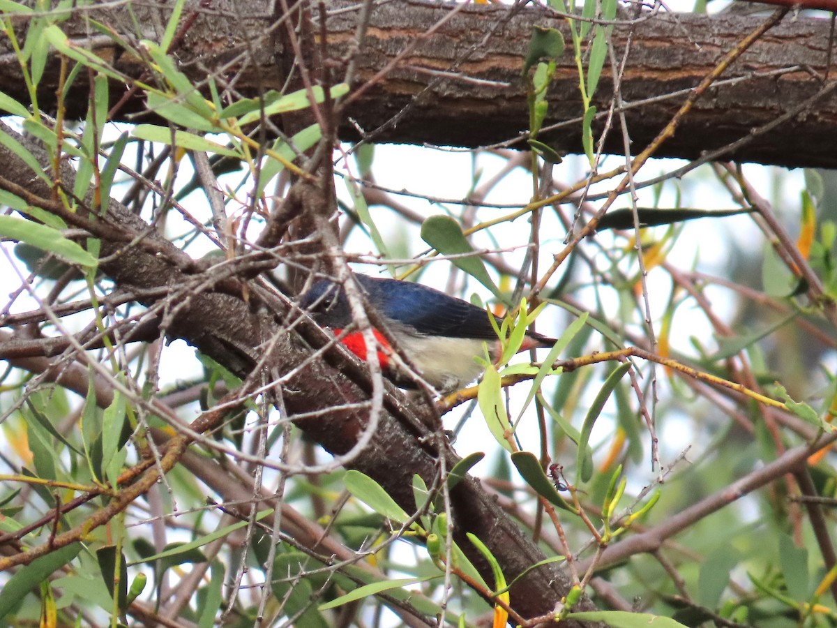 Mistletoebird - Chunhong LIU