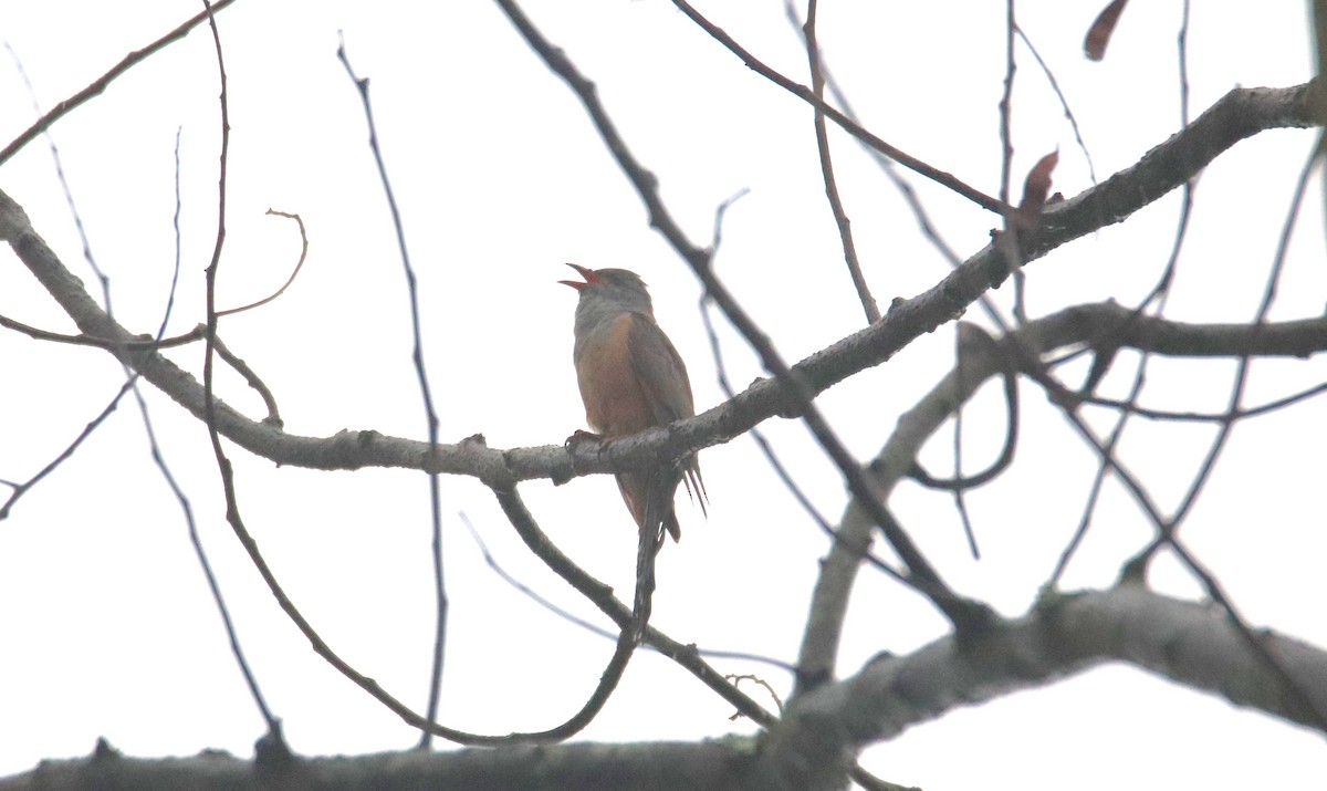 Plaintive Cuckoo - Praveen H N