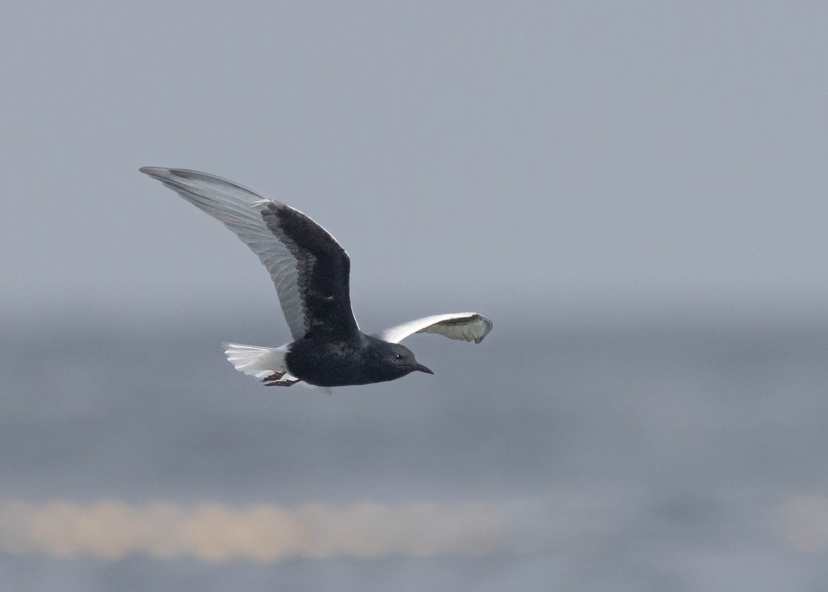 White-winged Tern - Joo Aun Hneah