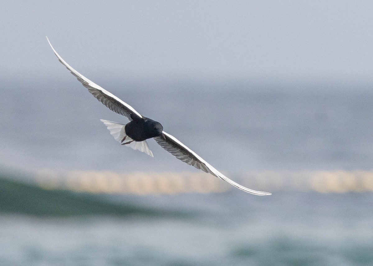 White-winged Tern - Joo Aun Hneah