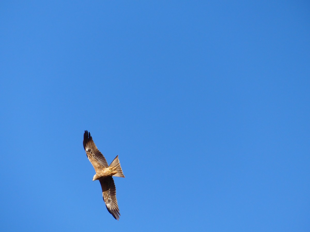 Black Kite - Hugh Price