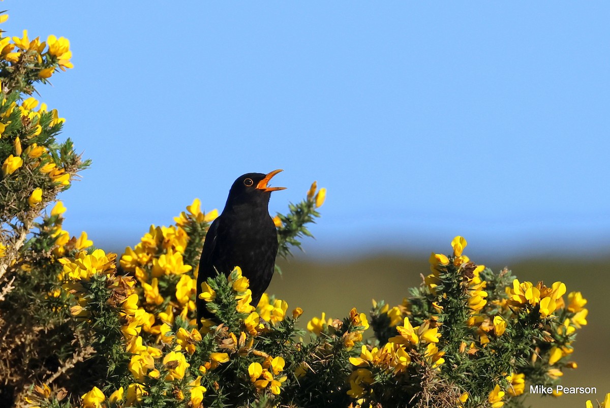 Eurasian Blackbird - Mike Pearson