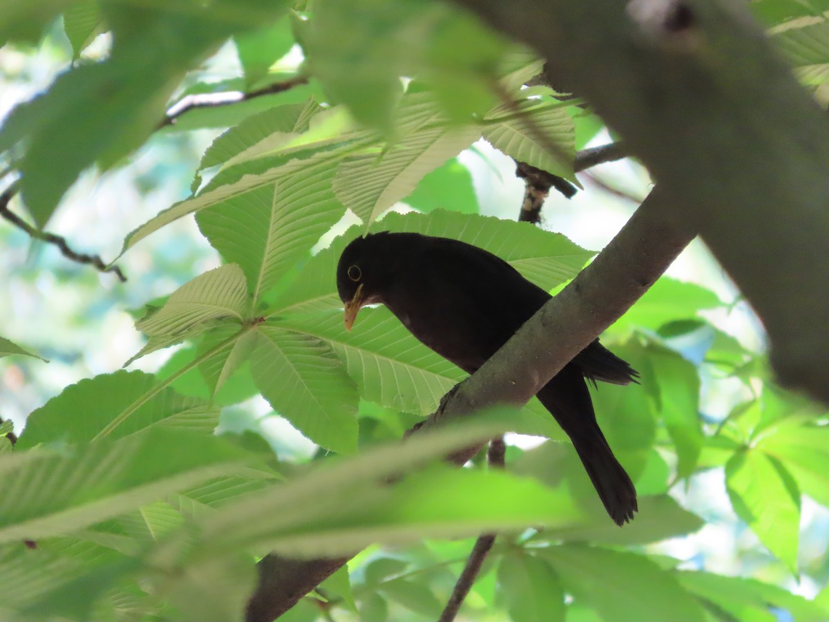 Chinese Blackbird - Mingyun Seo