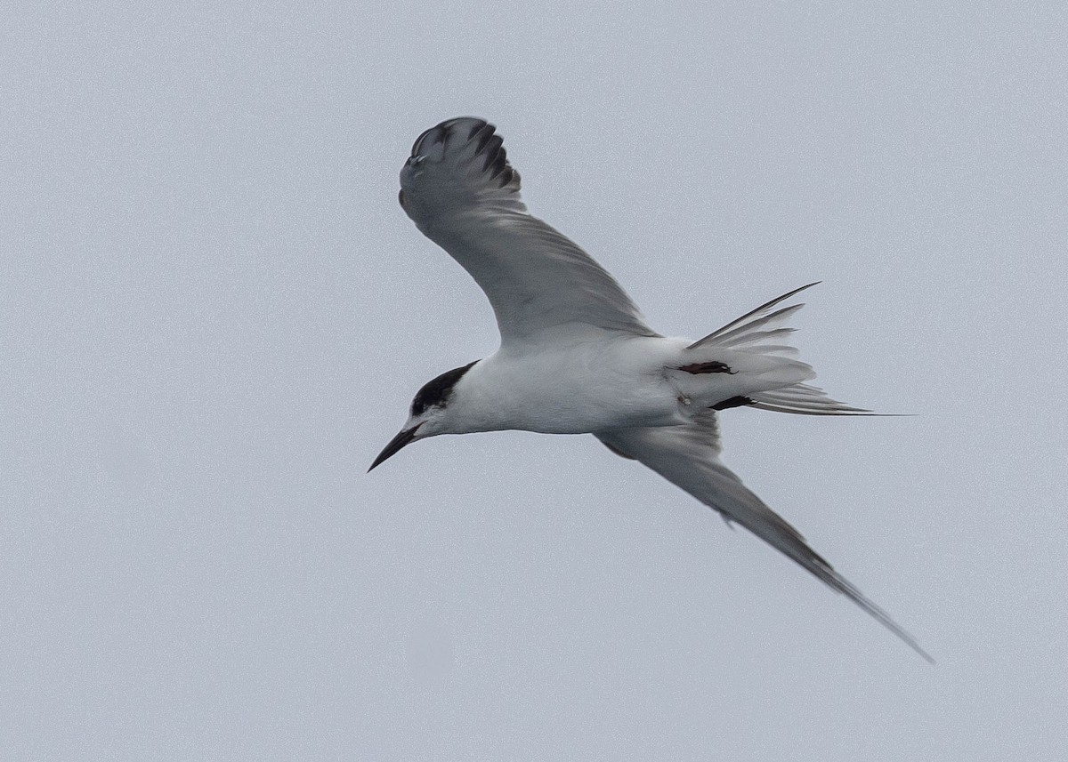 Roseate Tern - Joo Aun Hneah