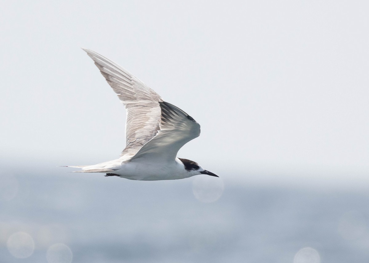 Roseate Tern - ML619272557