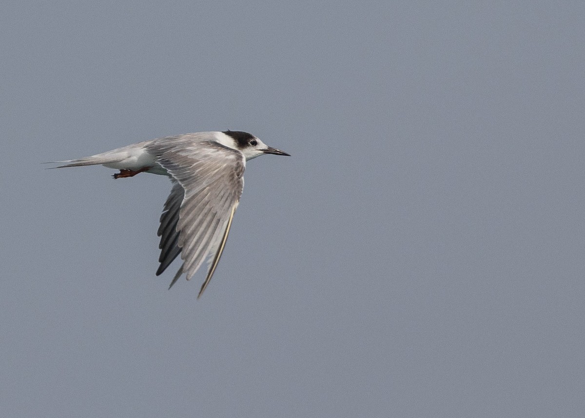 Roseate Tern - ML619272559