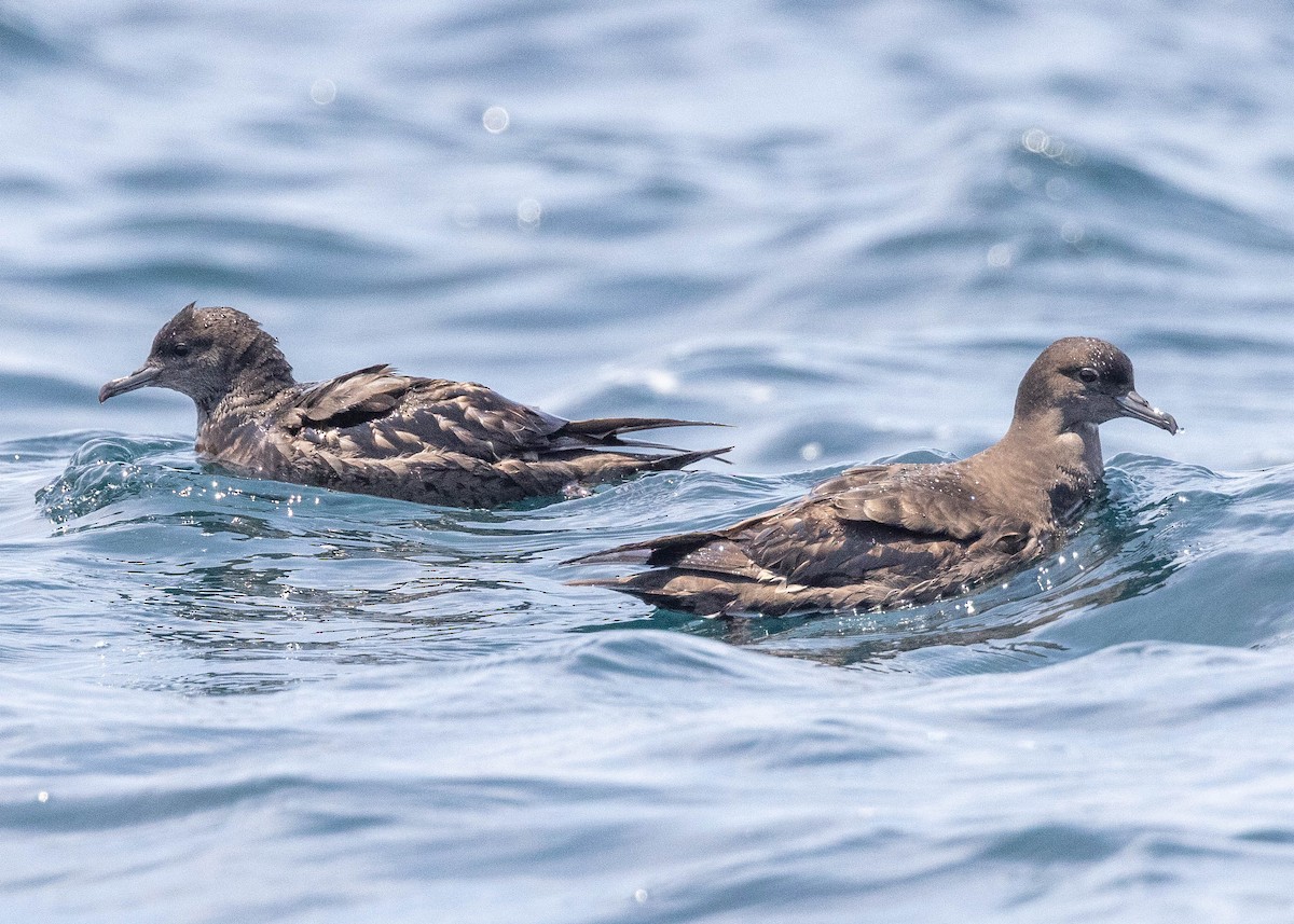 Short-tailed Shearwater - Joo Aun Hneah