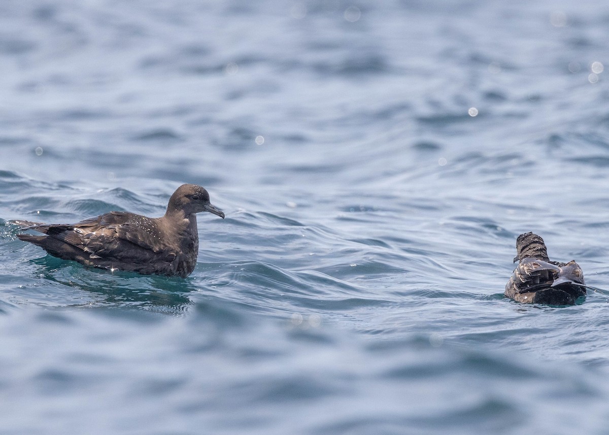 Short-tailed Shearwater - Joo Aun Hneah