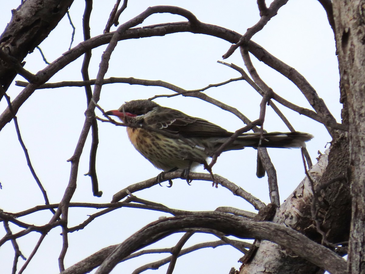 Spiny-cheeked Honeyeater - Chunhong LIU