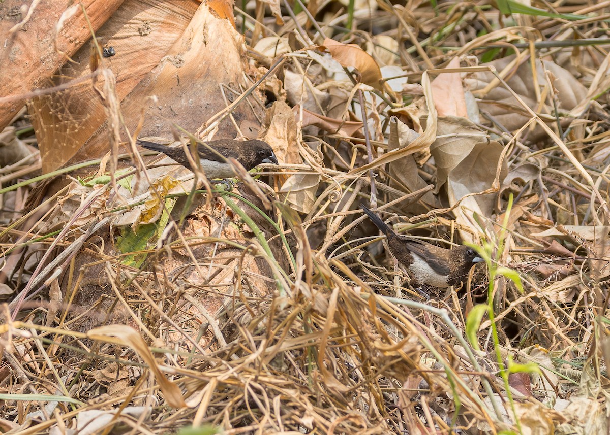 White-rumped Munia - ML619272573