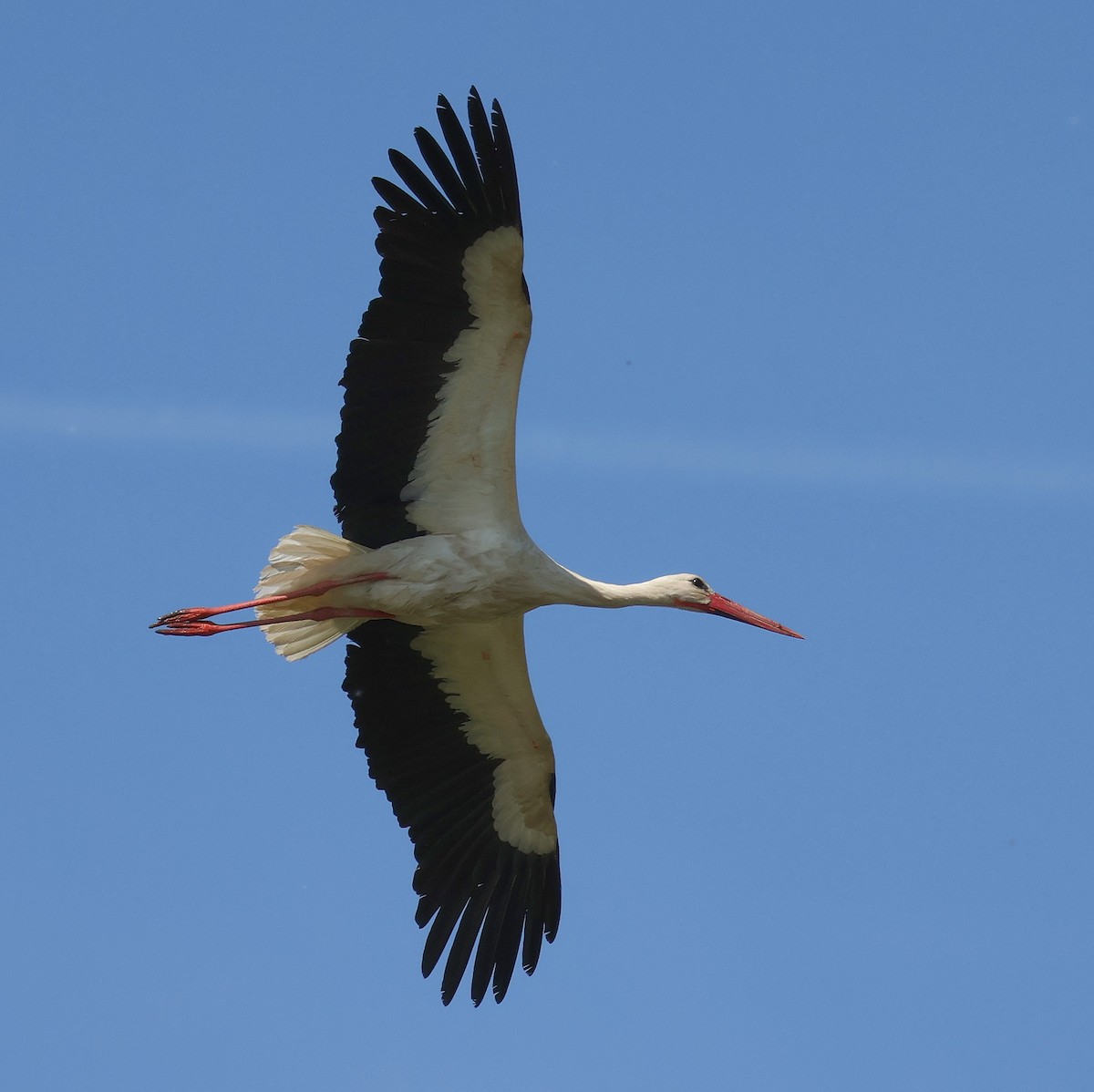 White Stork - Mileta Čeković