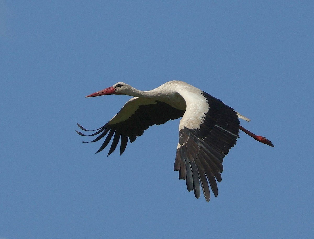 White Stork - Mileta Čeković