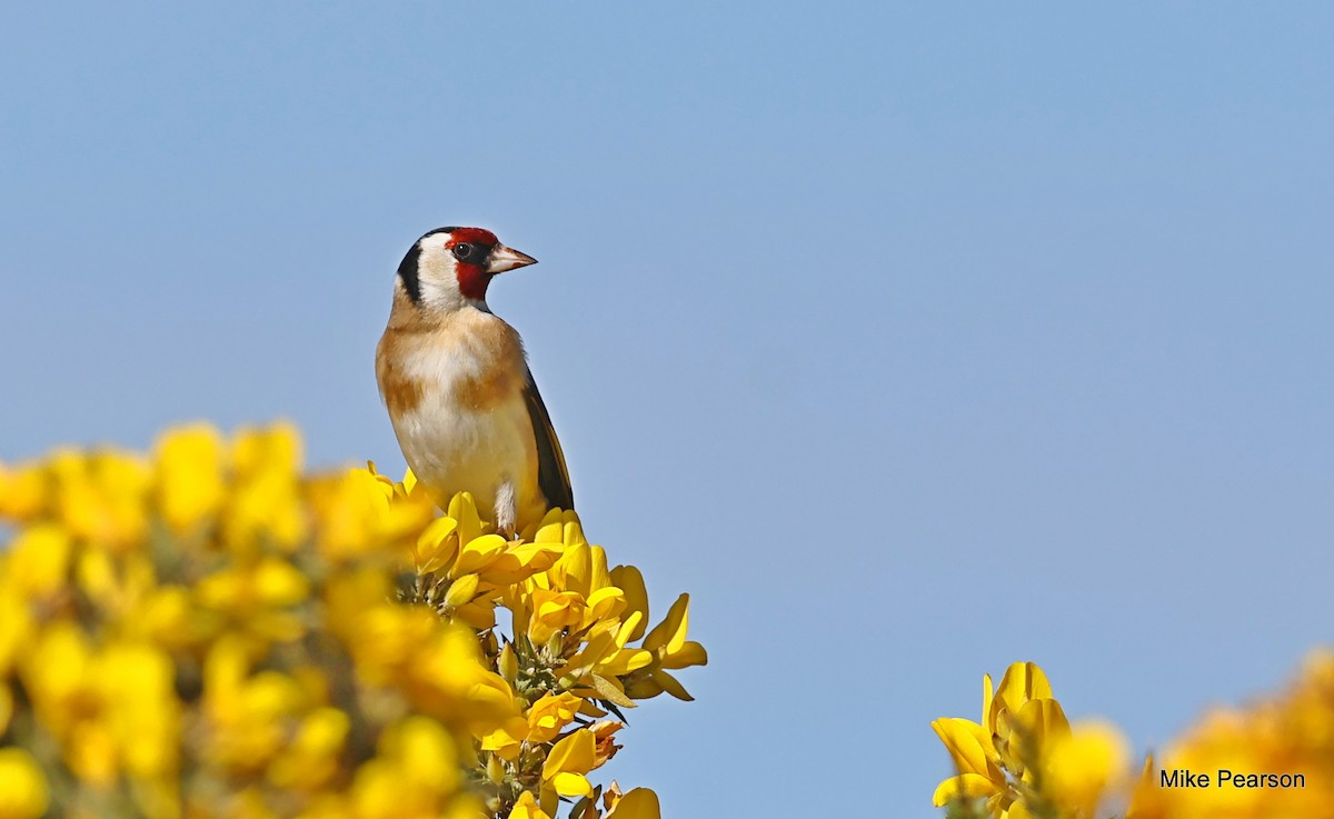 European Goldfinch - Mike Pearson