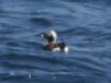 Long-tailed Duck - ML619272583