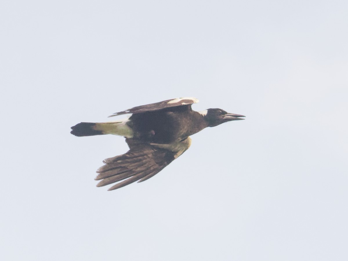 Australian Magpie - Angus Wilson