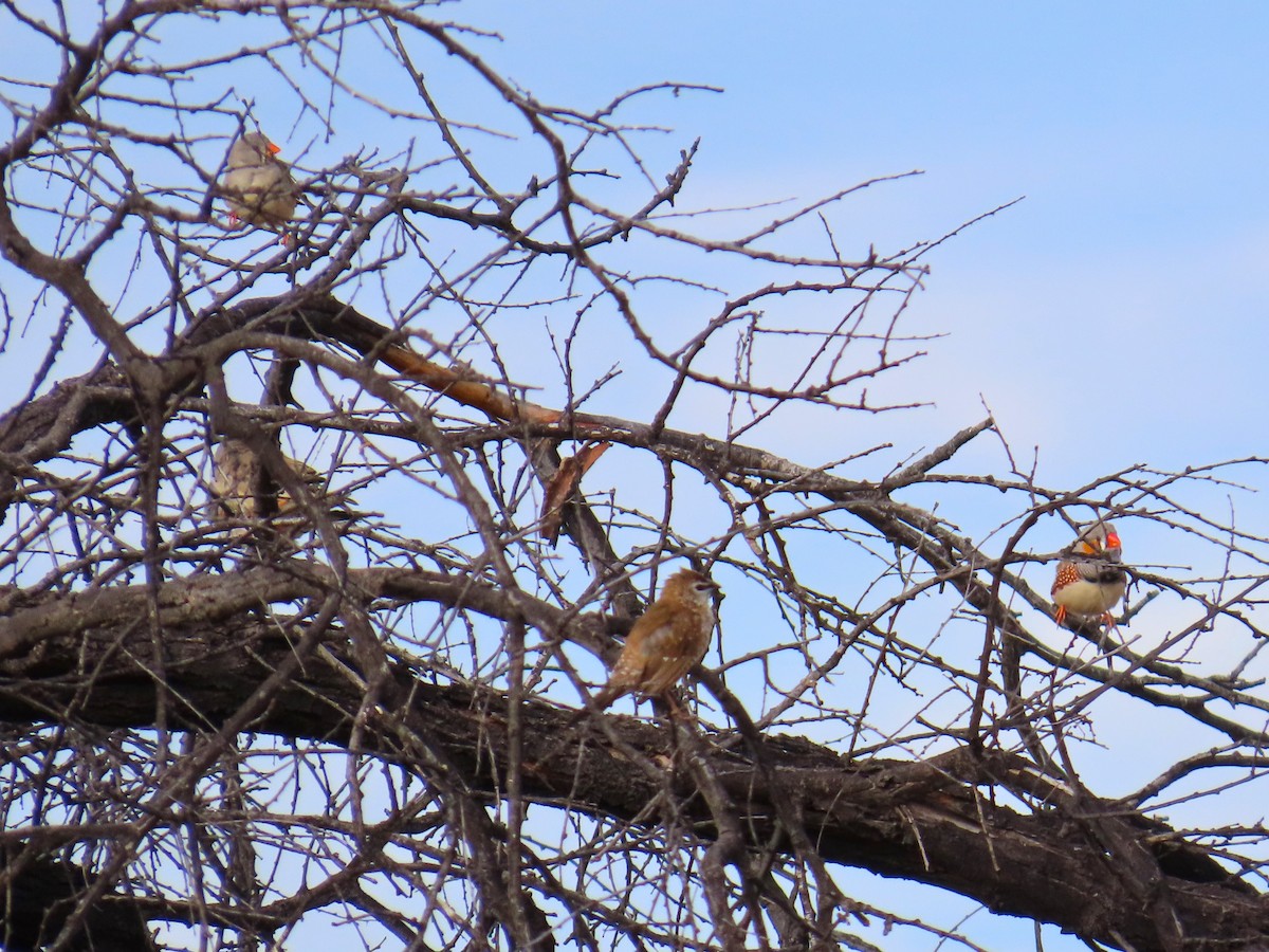 Zebra Finch (Australian) - ML619272601