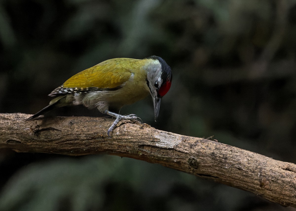 Gray-headed Woodpecker - Ma Yan Bryant