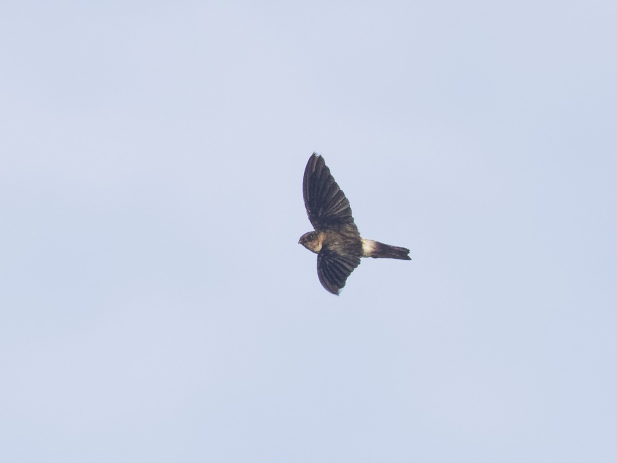 White-rumped Swiftlet - Angus Wilson