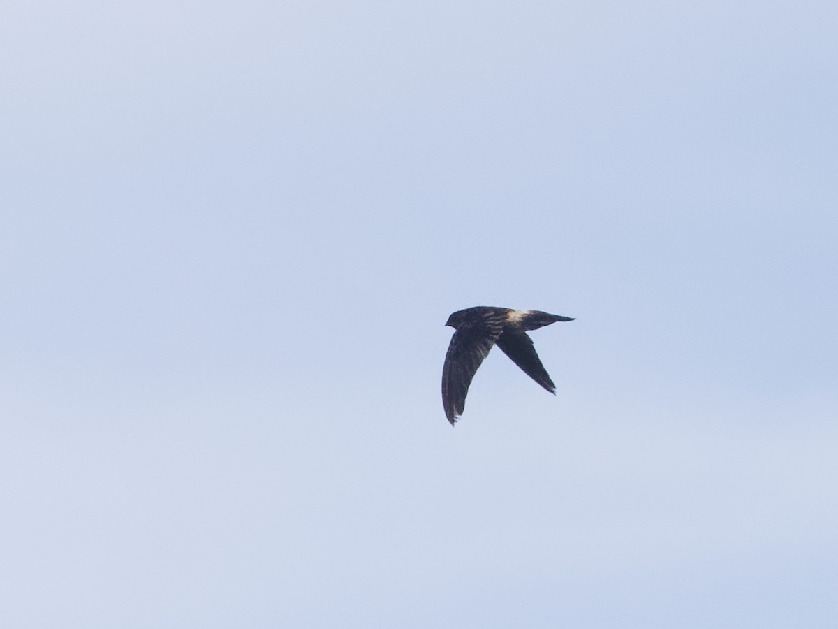 White-rumped Swiftlet - Angus Wilson