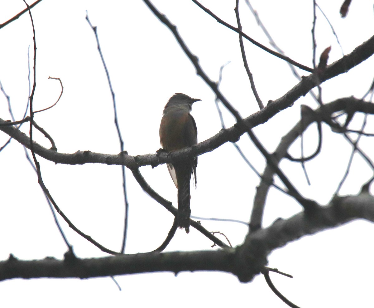 Plaintive Cuckoo - Praveen H N