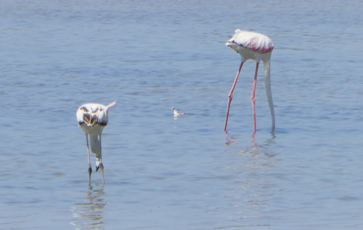 Red-necked Phalarope - ML619272649