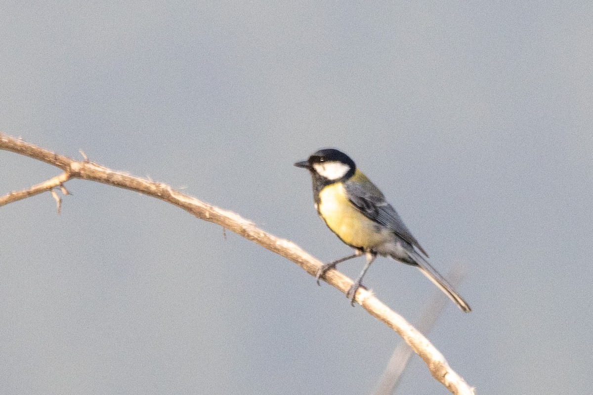 Great Tit - YILMAZ TANIYICI