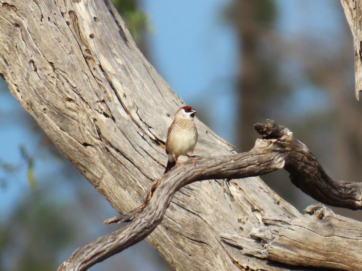 Plum-headed Finch - ML619272665