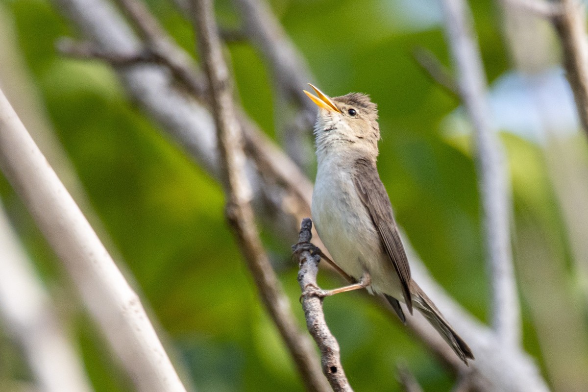 Eastern Olivaceous Warbler - YILMAZ TANIYICI