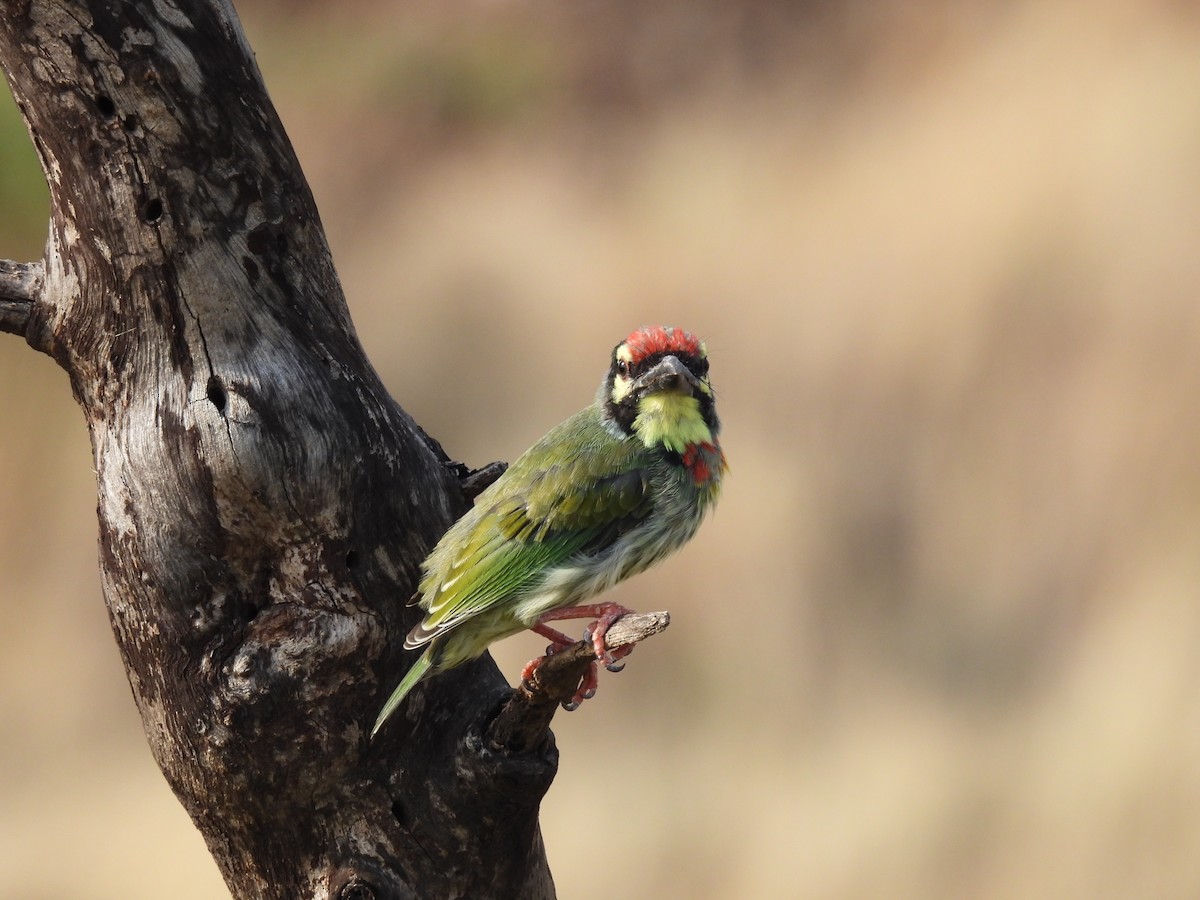 Coppersmith Barbet - Ramesh Desai