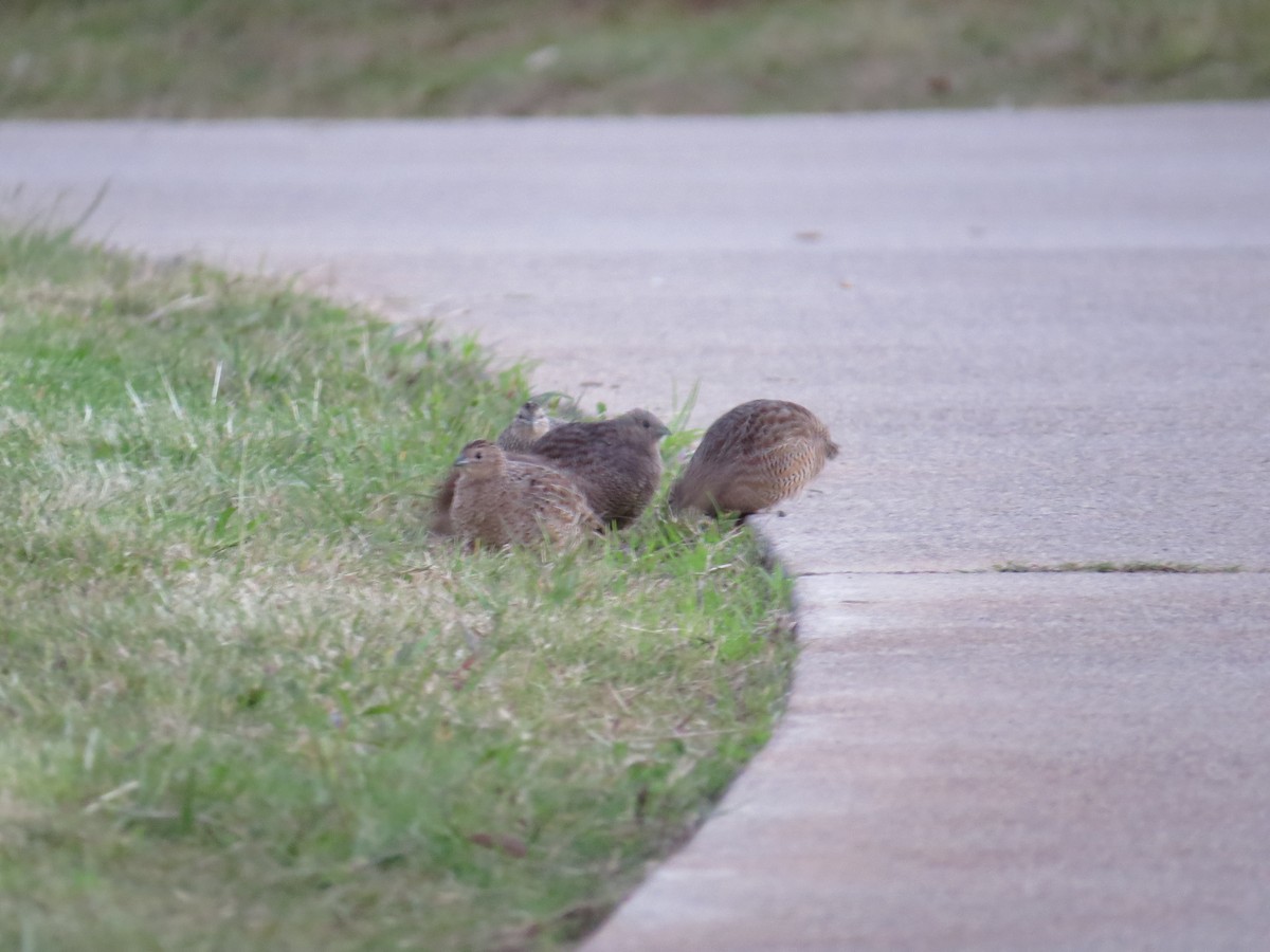 Brown Quail - ML619272704