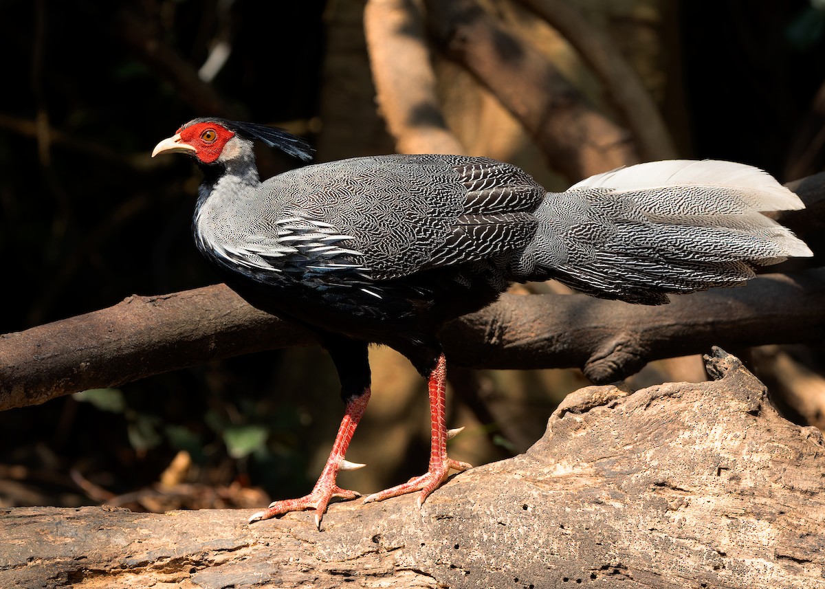 Kalij Pheasant - Ayuwat Jearwattanakanok