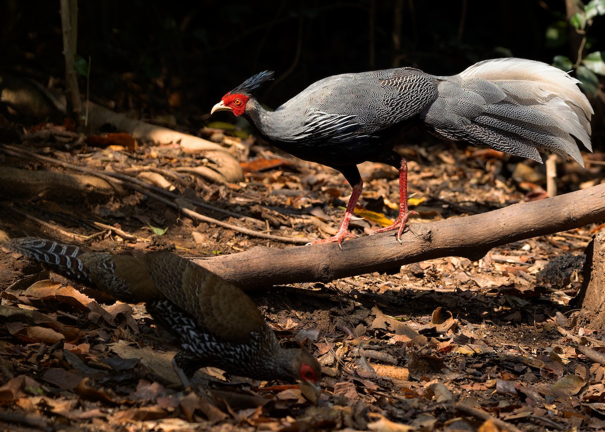 Kalij Pheasant - Ayuwat Jearwattanakanok