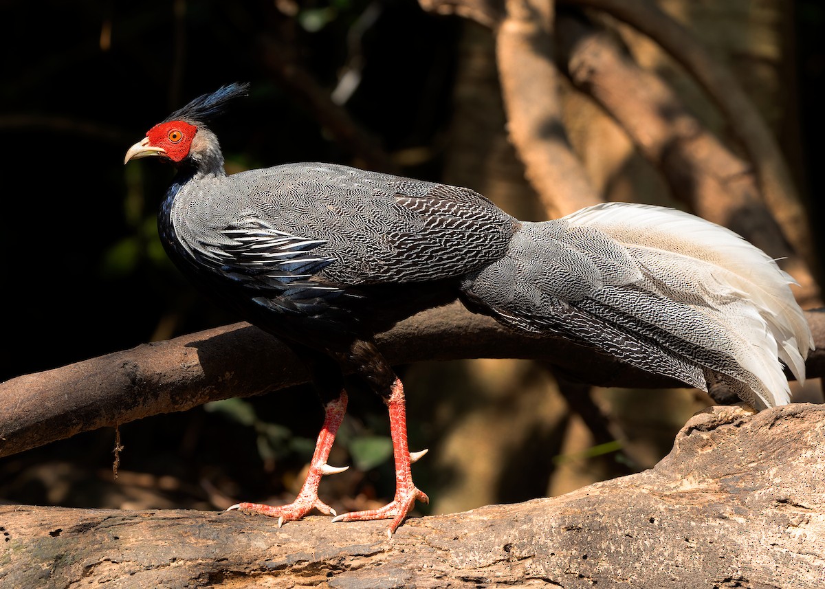 Kalij Pheasant - Ayuwat Jearwattanakanok