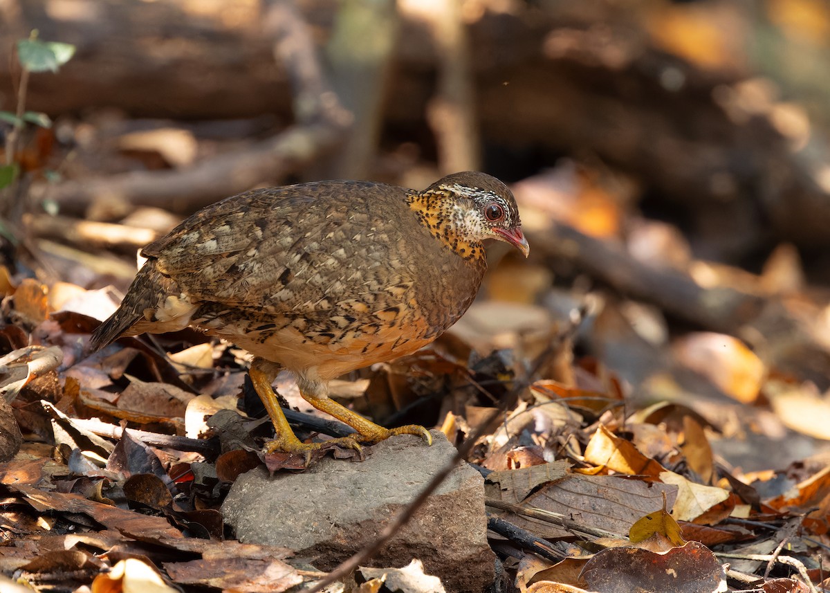 Scaly-breasted Partridge (Green-legged) - Ayuwat Jearwattanakanok