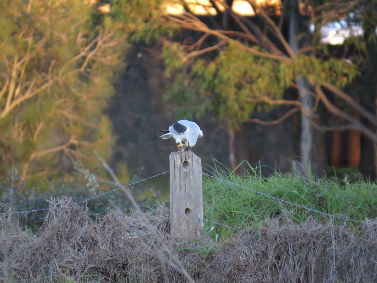 Black-shouldered Kite - Michael Kacprzak