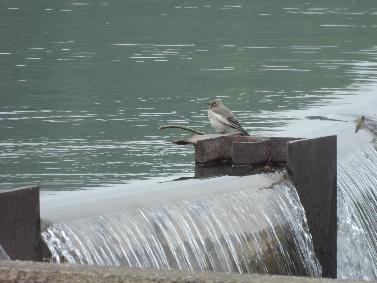 Japanese Wagtail - ML619272742