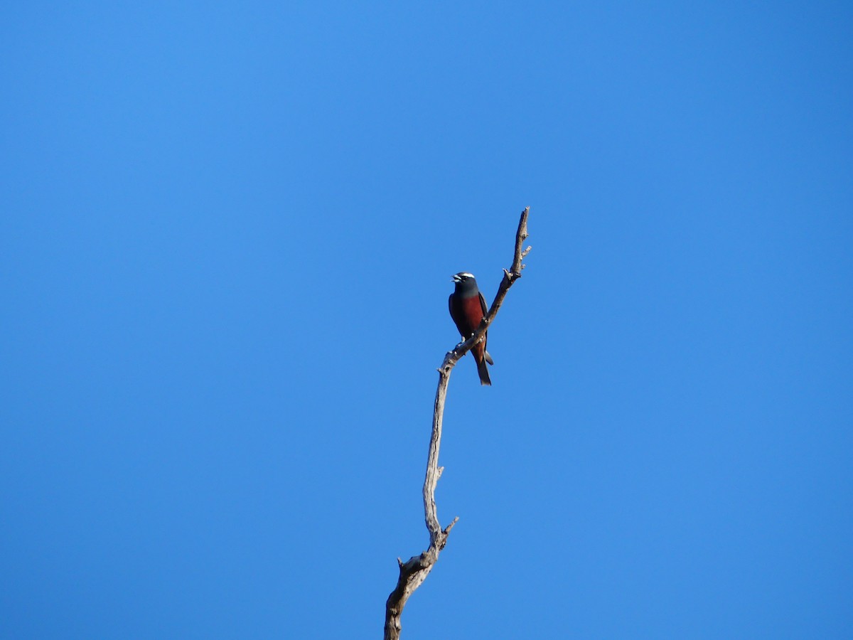 White-browed Woodswallow - ML619272775