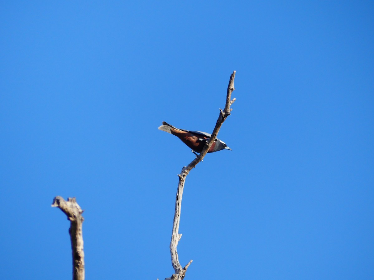 White-browed Woodswallow - Hugh Price