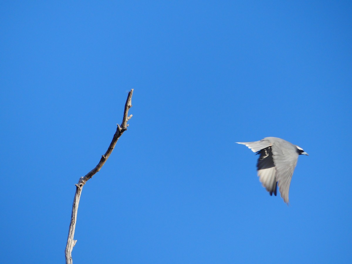 White-browed Woodswallow - Hugh Price