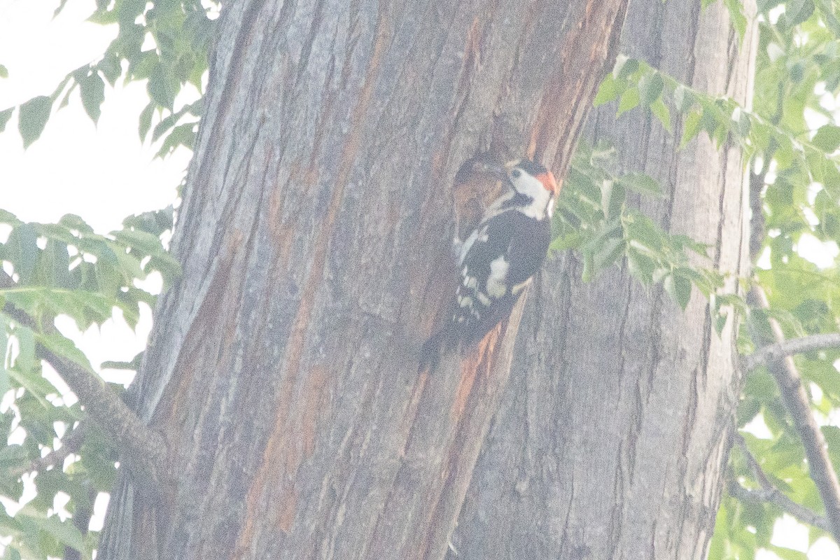 Syrian Woodpecker - YILMAZ TANIYICI