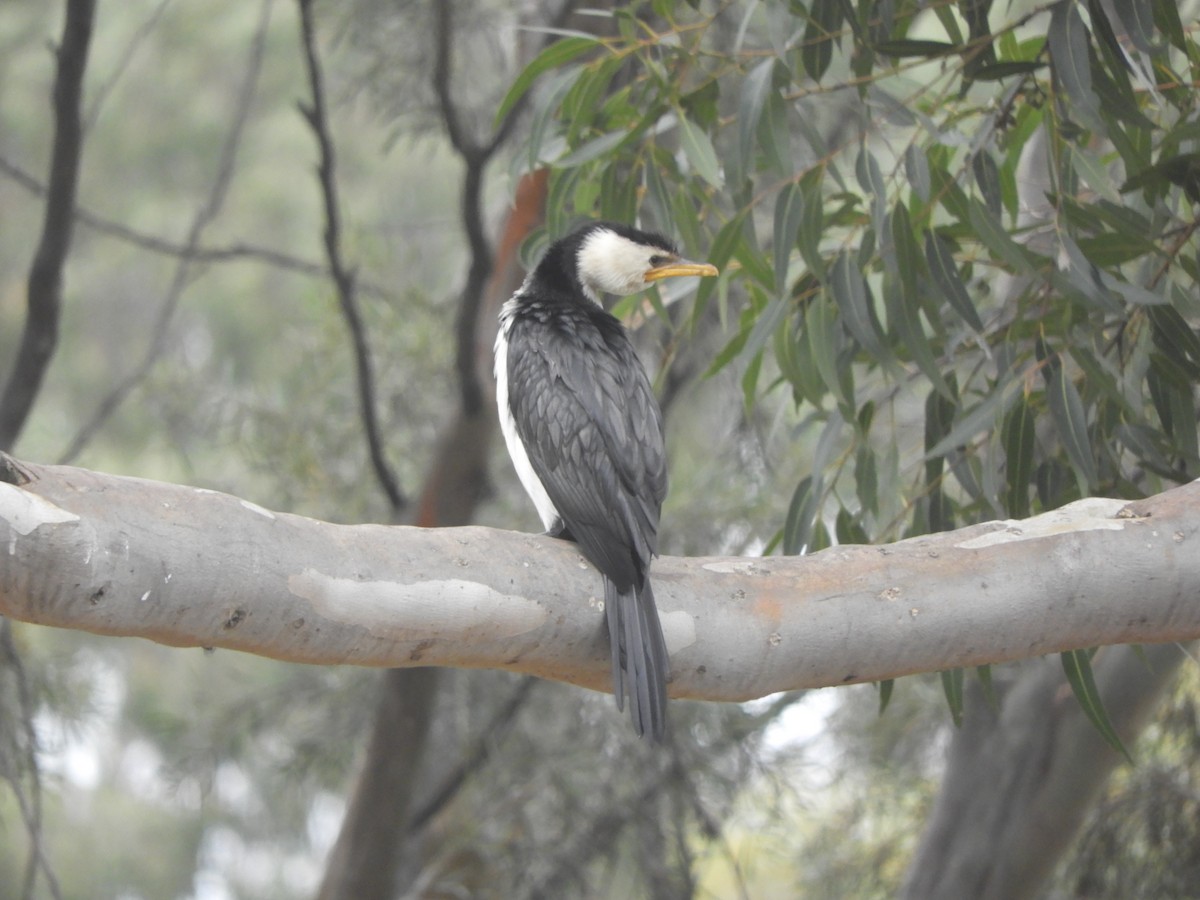 Little Pied Cormorant - Charles Silveira